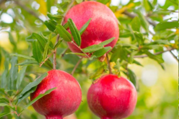 Cây lựu đang quả