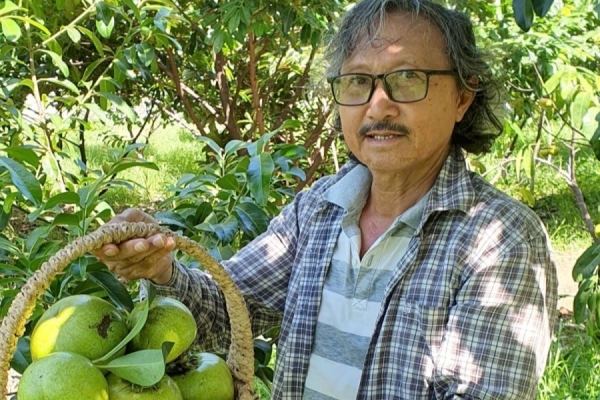 Cây hồng sô cô la đang quả