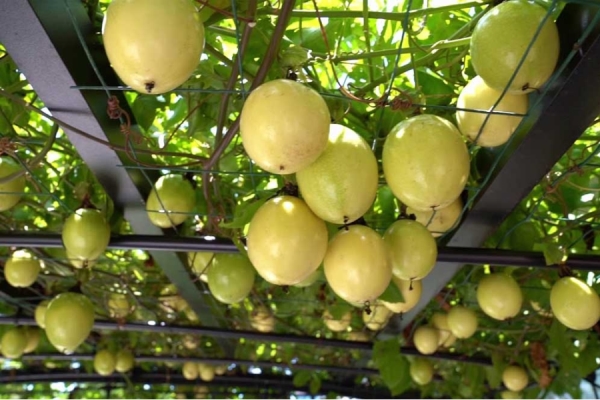 Cây chanh dây tím/vàng ngọt