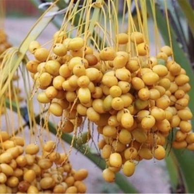 Quả chà là tươi Barhee (vàng)