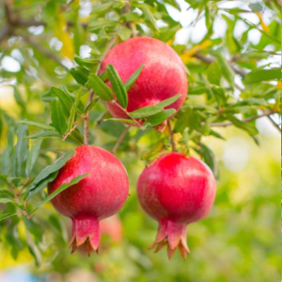 Cây lựu đang quả