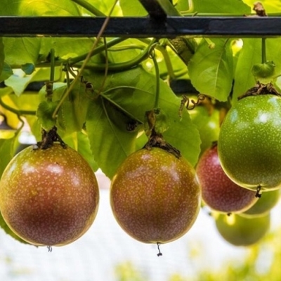 Cây chanh dây tím/vàng ngọt đang quả