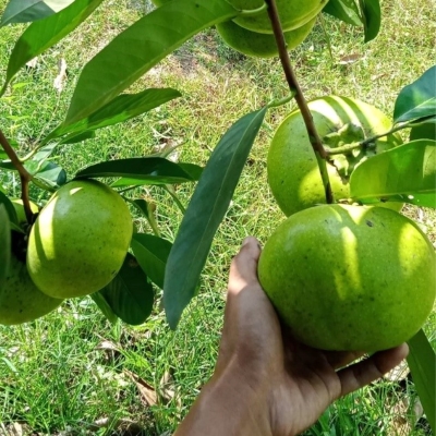 Cây hồng sô cô la đang quả