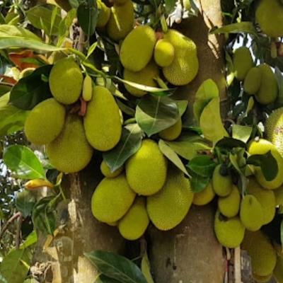 Quả mít tố nữ